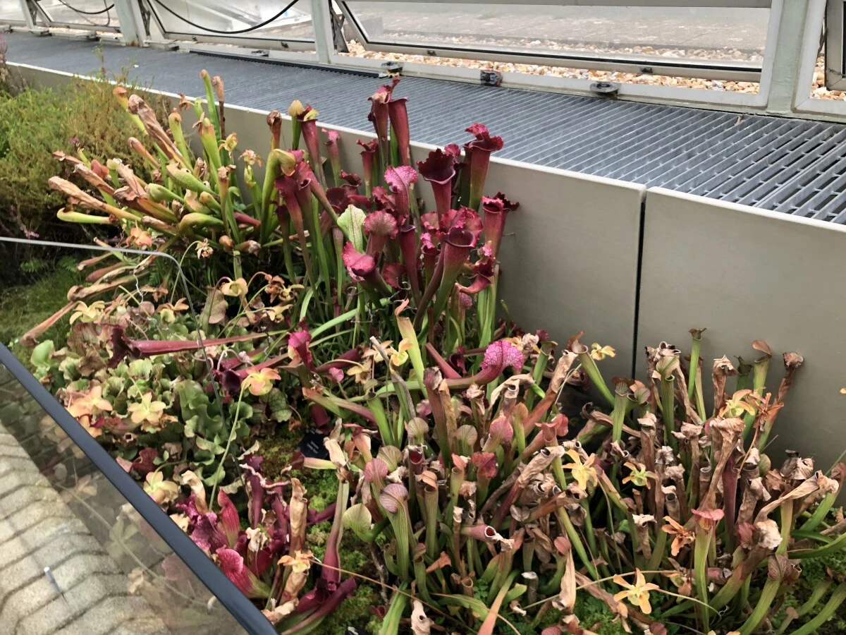 2025-London-Londen-伦敦